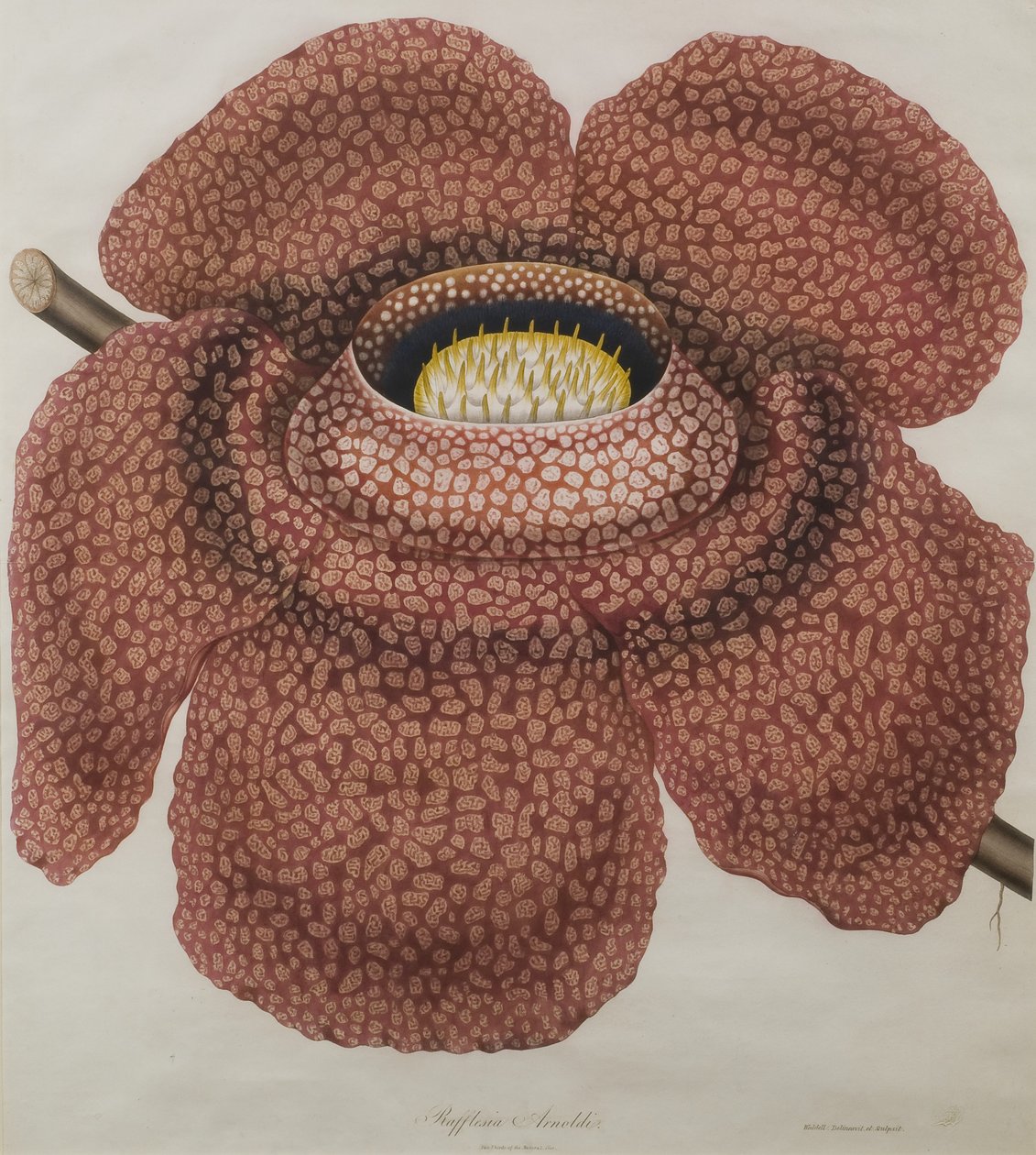 Blomst av Rafflesia arnoldii av Waldell