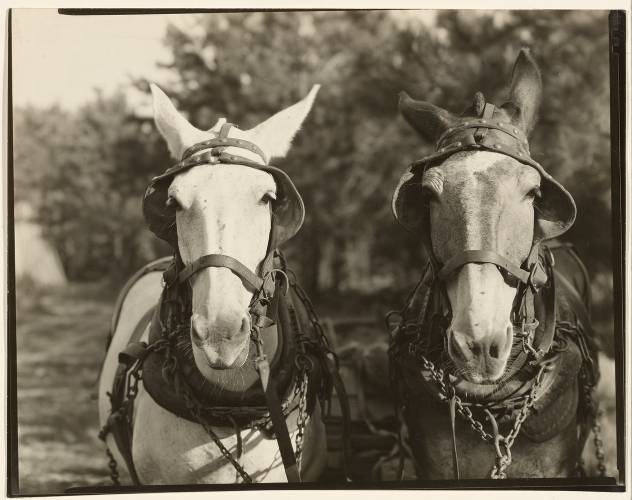  av Walker Evans