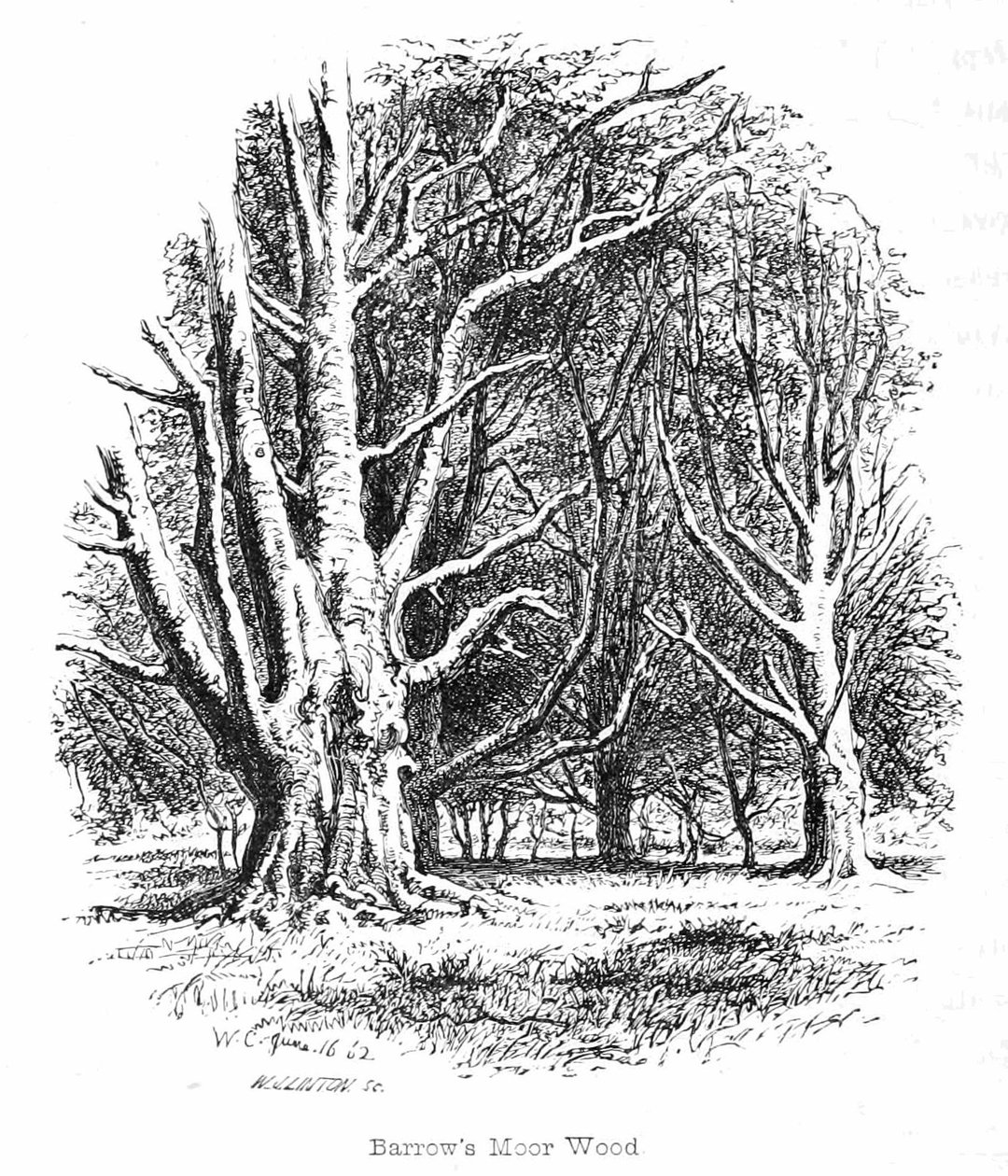 Barrows Moor Wood av Walter Crane