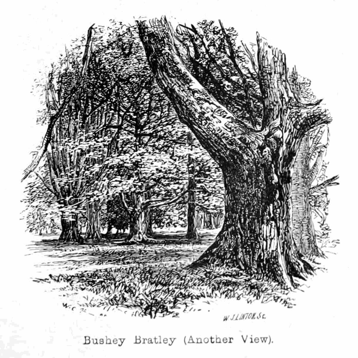 Bushey Bratleys av Walter Crane