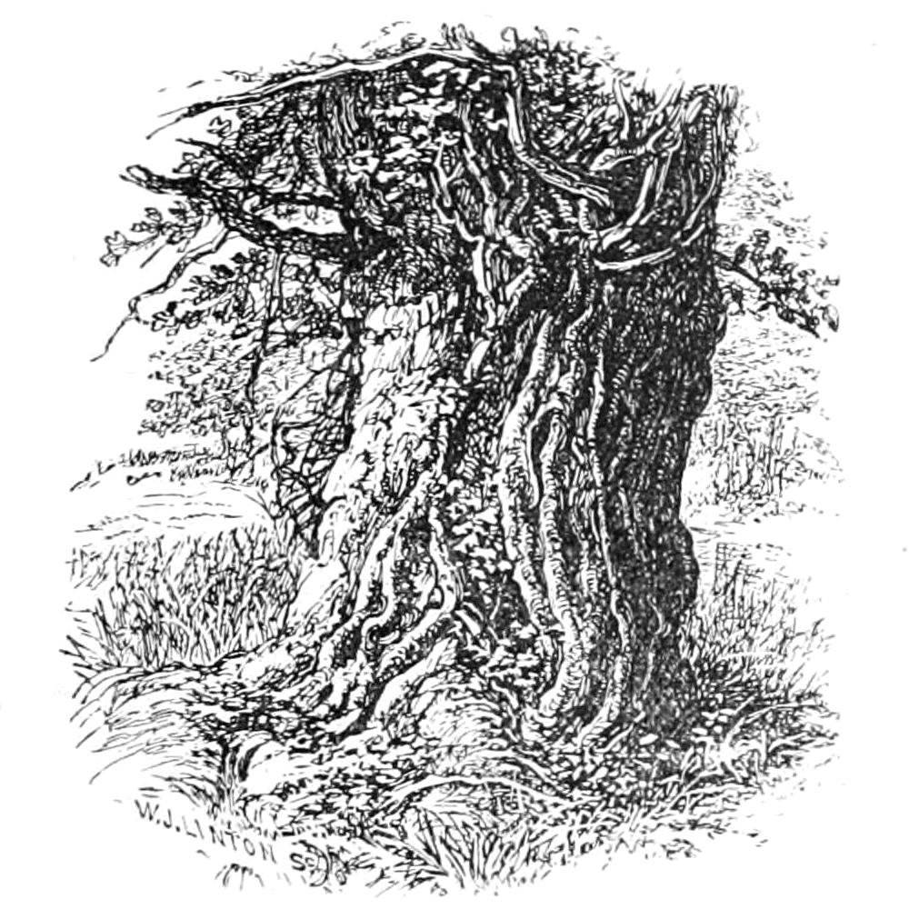 Gammel eik i Boldrewood av Walter Crane