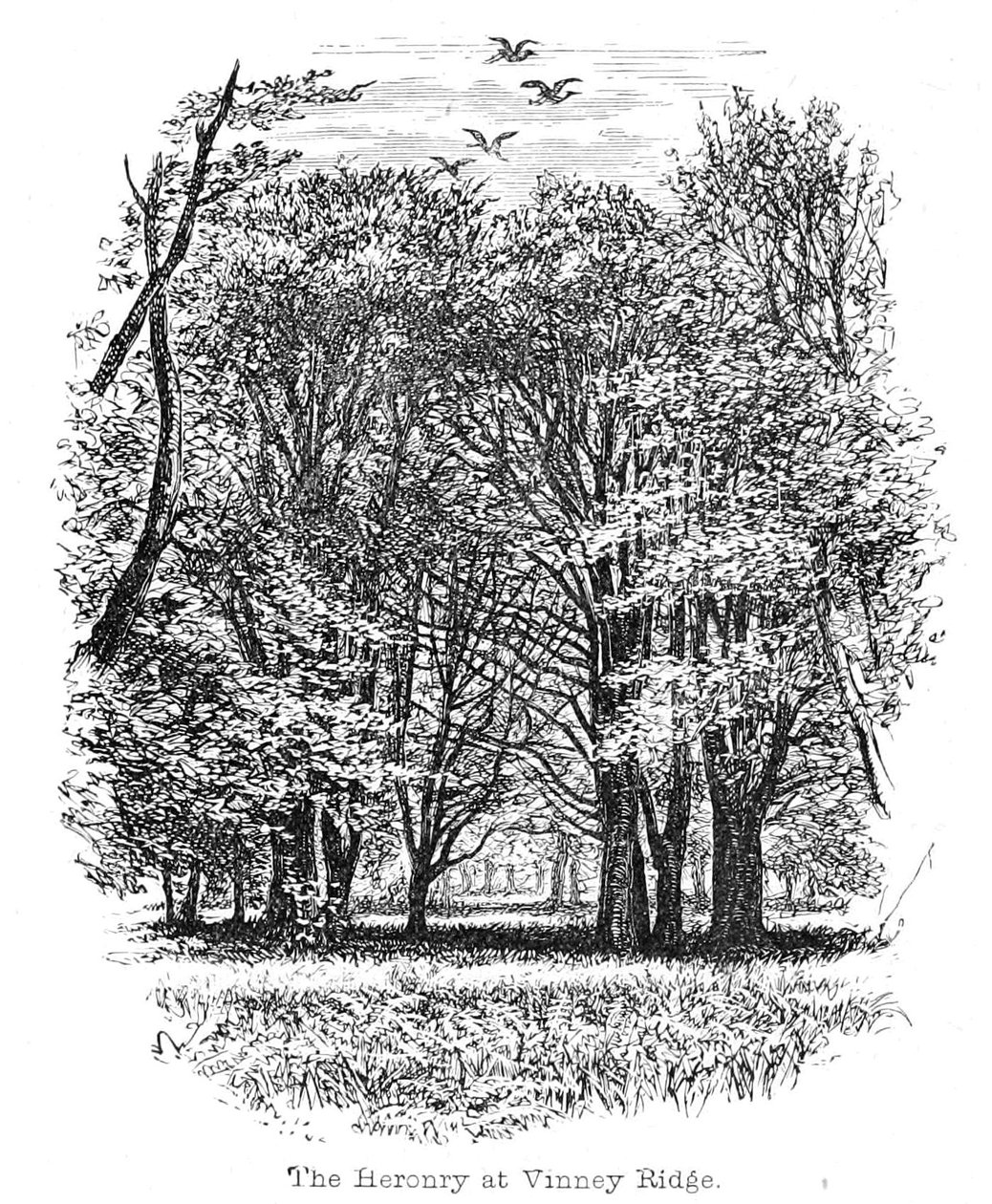 Heronry på Vinney Ridge av Walter Crane