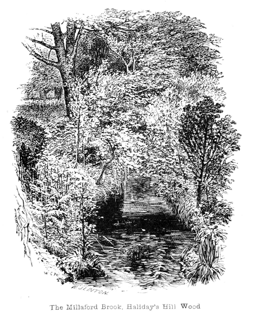 Millaford Brook, Halidays Hill Wood av Walter Crane