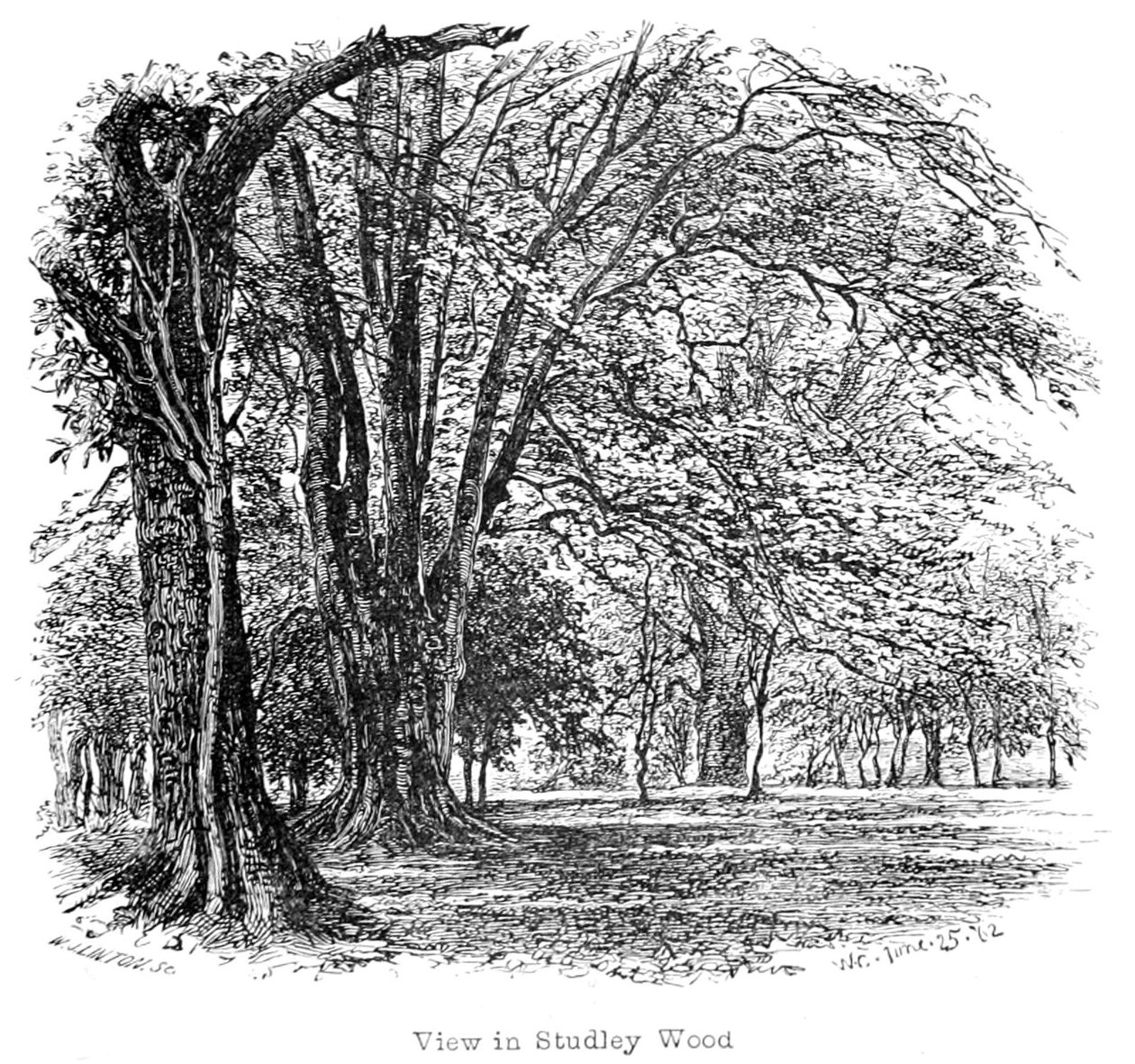 New Forest sin historie og natur av Walter Crane