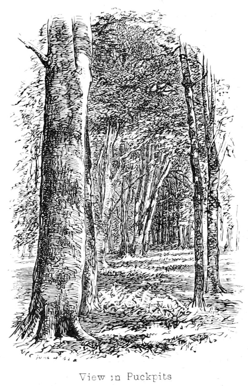 Utsikt i Puckpits Wood av Walter Crane