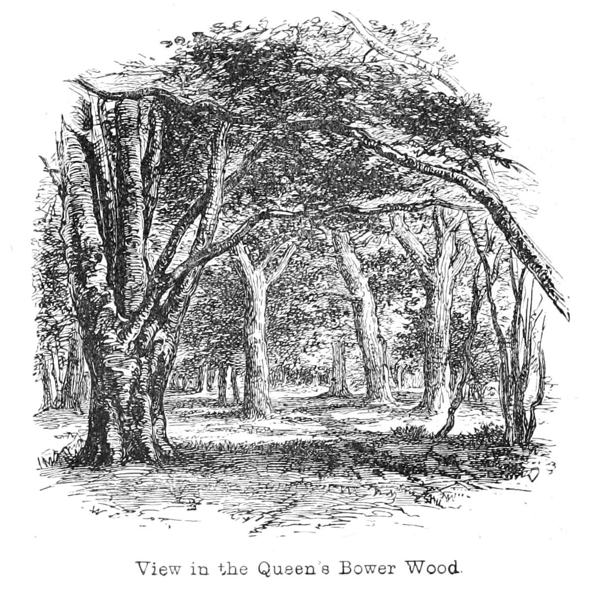 Utsikt i Queens Bower Wood av Walter Crane