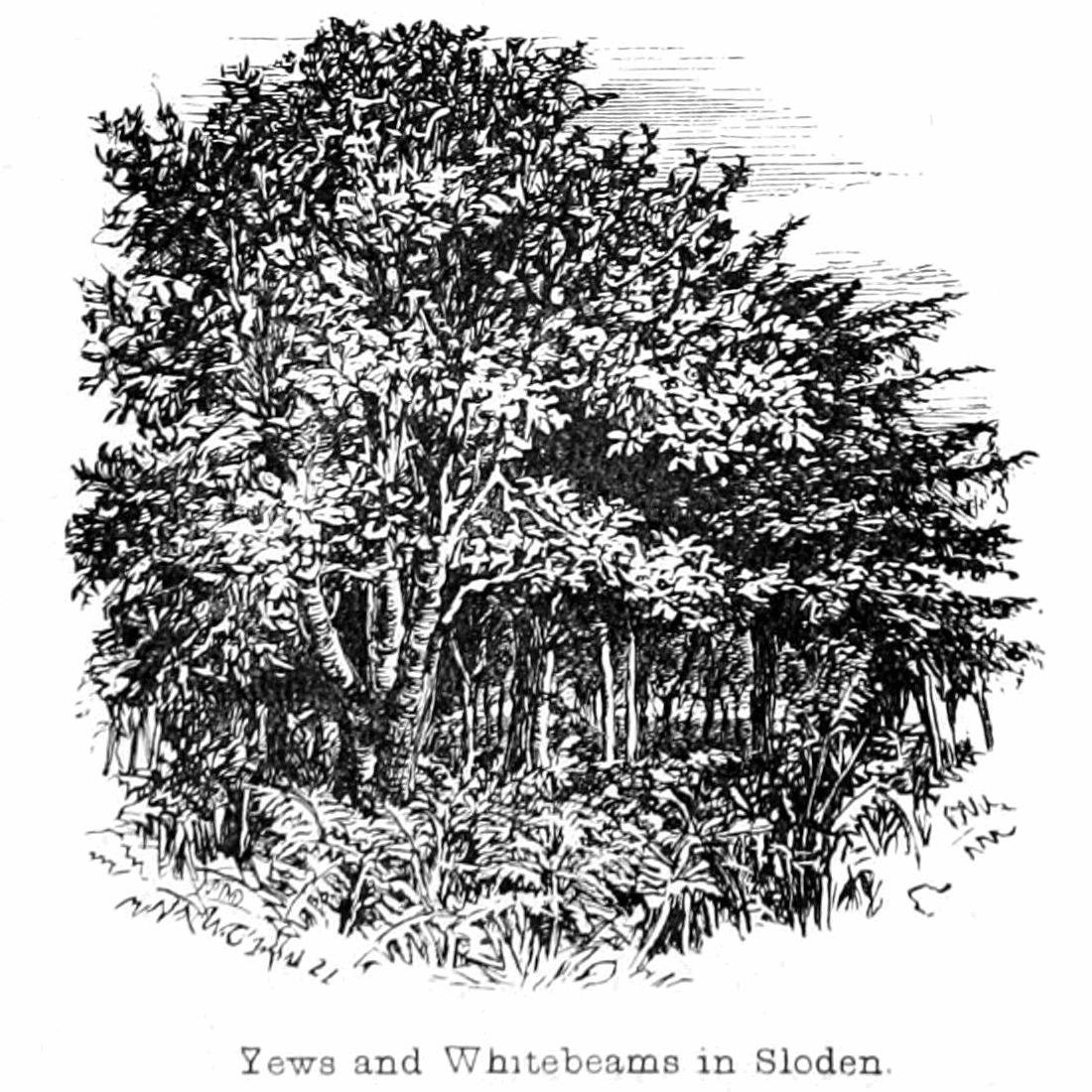 Barlind og Whitebeams i Sloden av Walter Crane