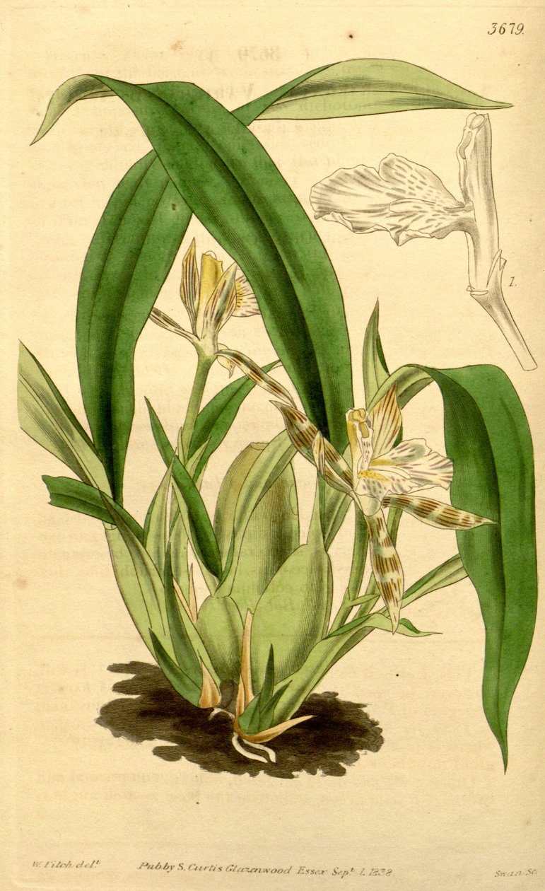 Illustrasjon av Aspasia variegata av Walter Hood Fitch
