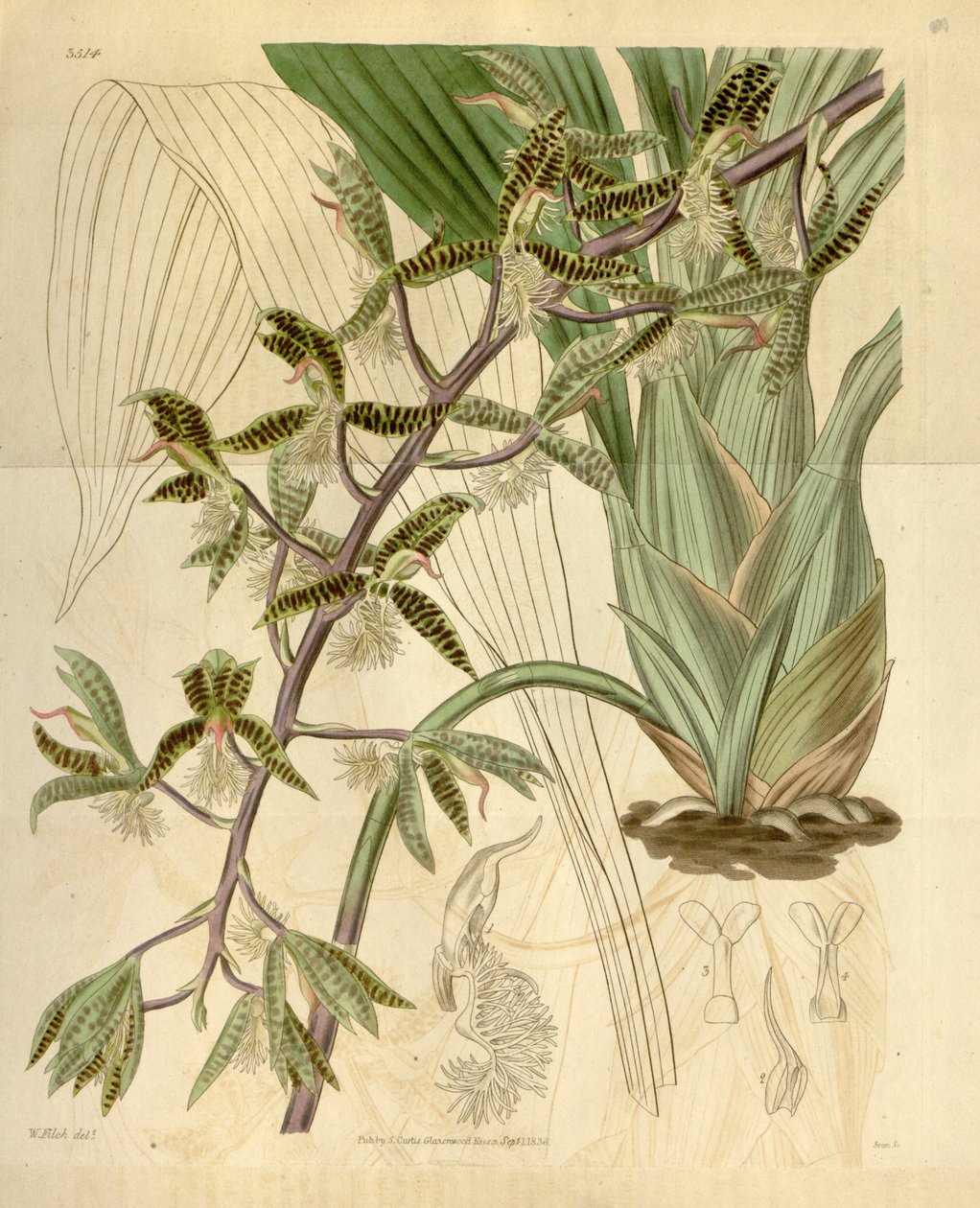 Illustrasjon av Catasetum barbatum (som syn. Myanthus barbatus) av Walter Hood Fitch
