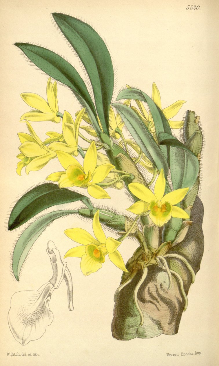 Illustrasjon av Dendrobium senil av Walter Hood Fitch