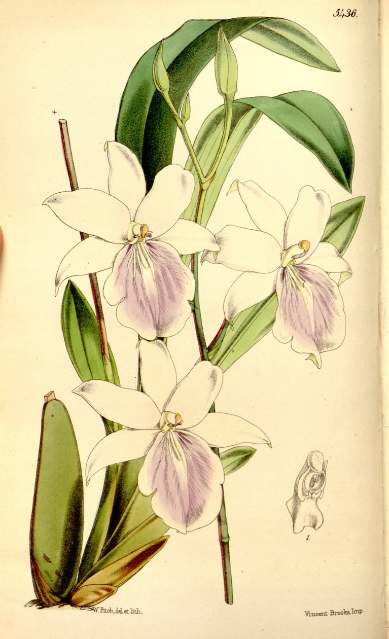 Illustrasjon av Miltonia regnellii av Walter Hood Fitch