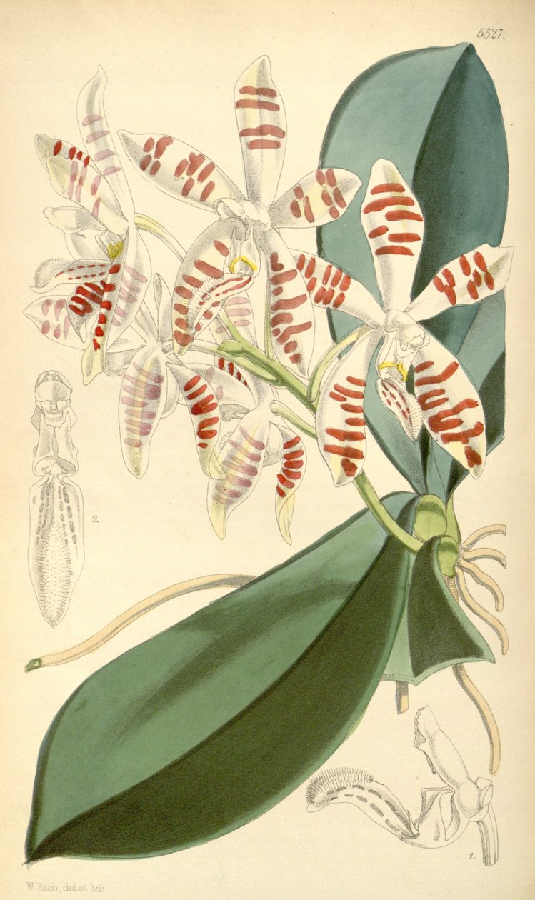 Illustrasjon av Phalaenopsis sumatrana av Walter Hood Fitch