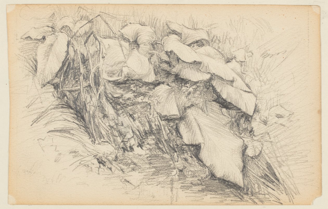 Studie av gress og planter av Walter Clark