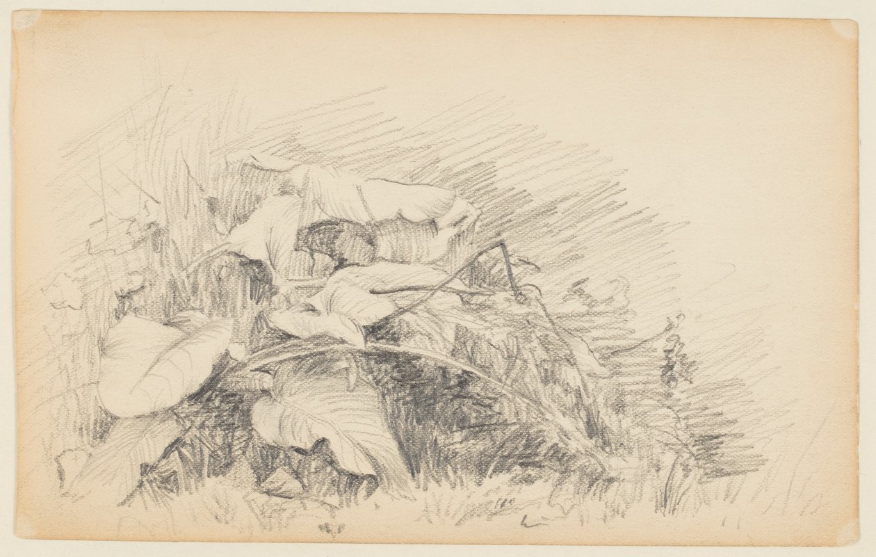 Studie av gress og planter av Walter Clark
