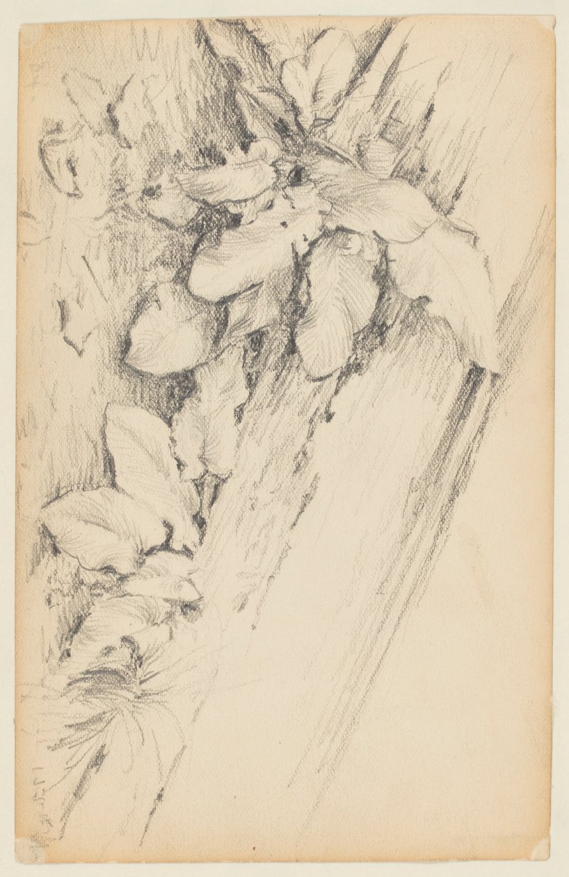 Studie av planter og råtten trestamme, 155th Street av Walter Clark