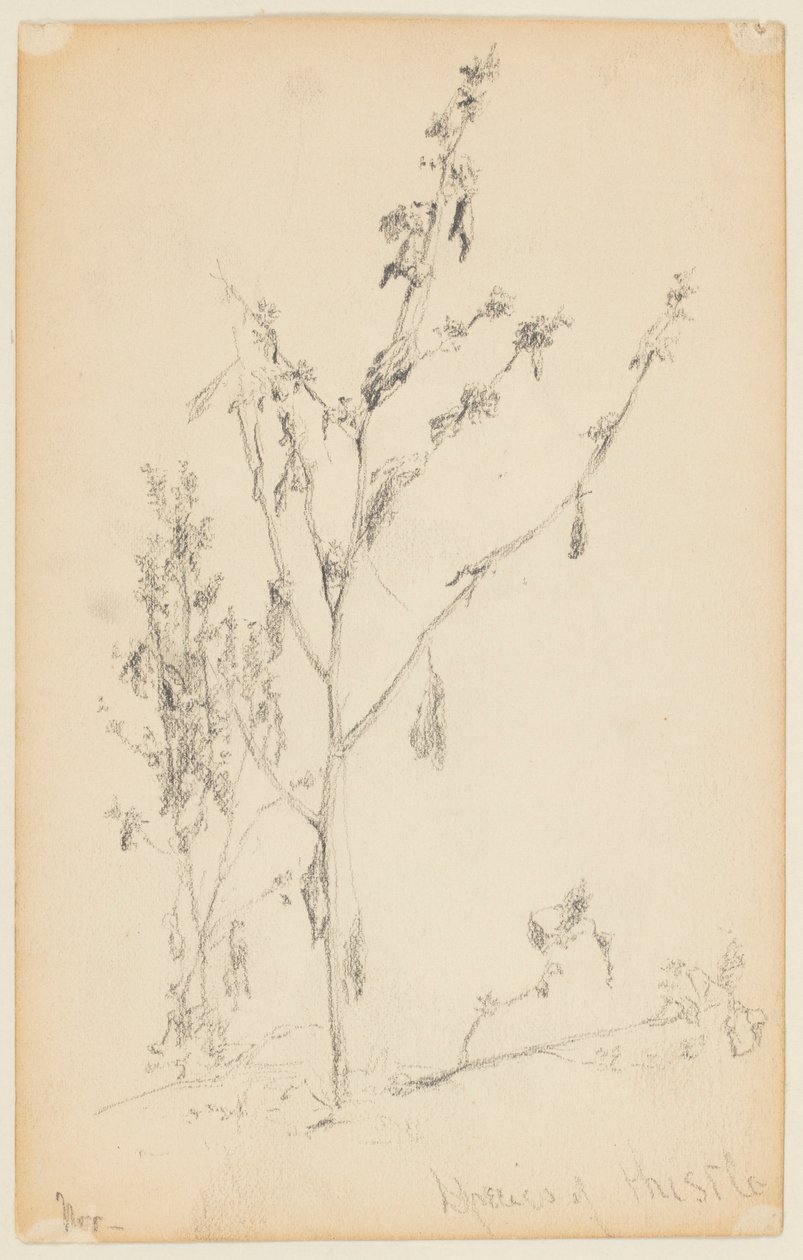 Studie av tistler av Walter Clark
