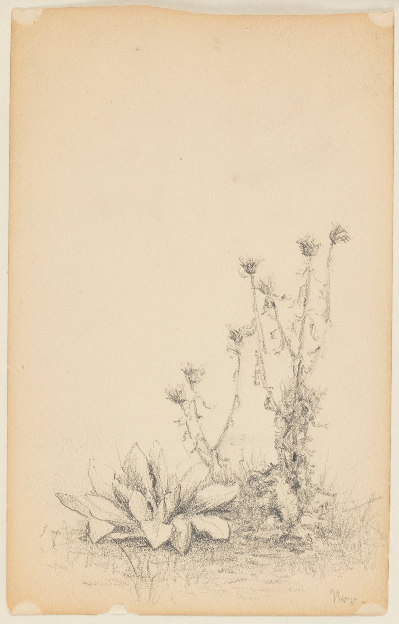 Studie av ville planter av Walter Clark