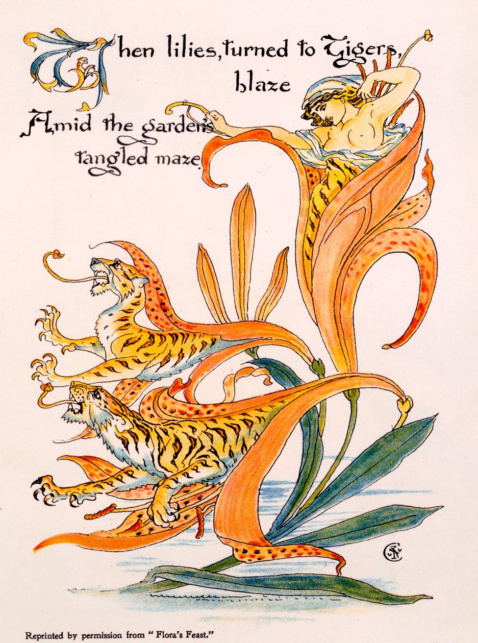 Tiger Lilies, illustrasjon fra 