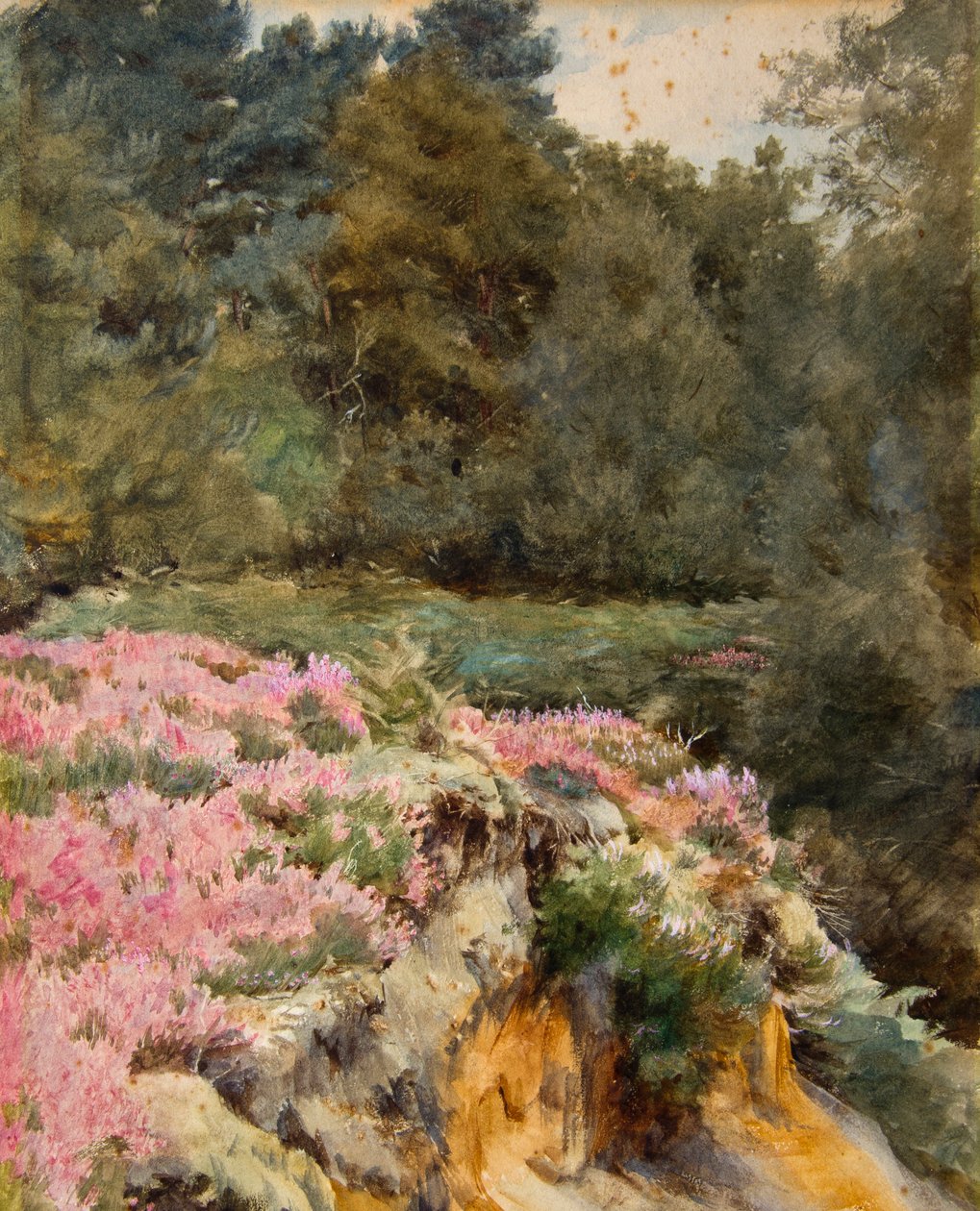 Grusgropehode, Royden (akvarell) av Walter Frederick Roofe Tyndale