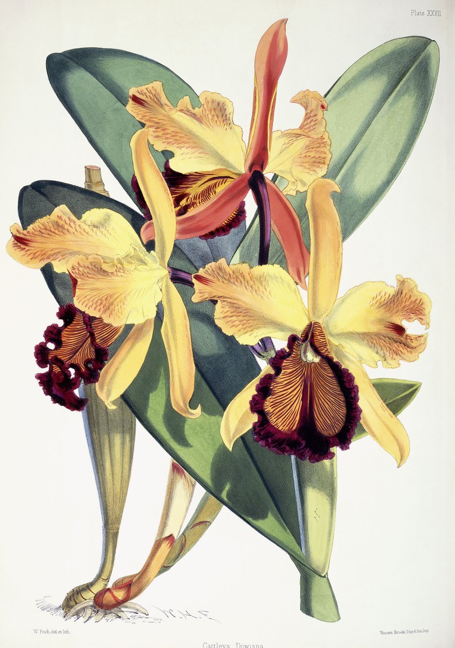Cattleya Dowiana, ca. 1862-1877 av Walter Hood Fitch