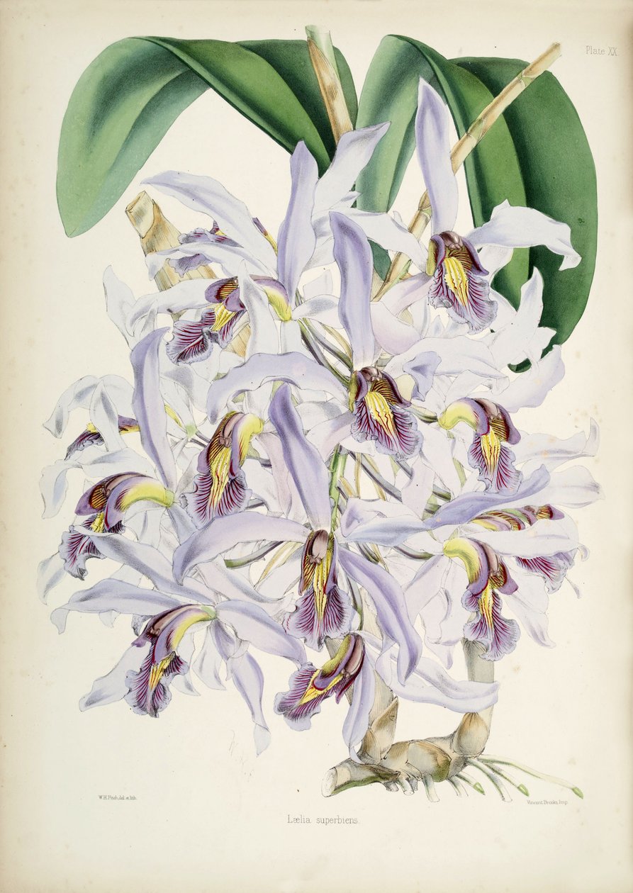 Illustrasjon av Schomburgkia superbiens (Orig. Laelia superbiens) av Walter Hood Fitch