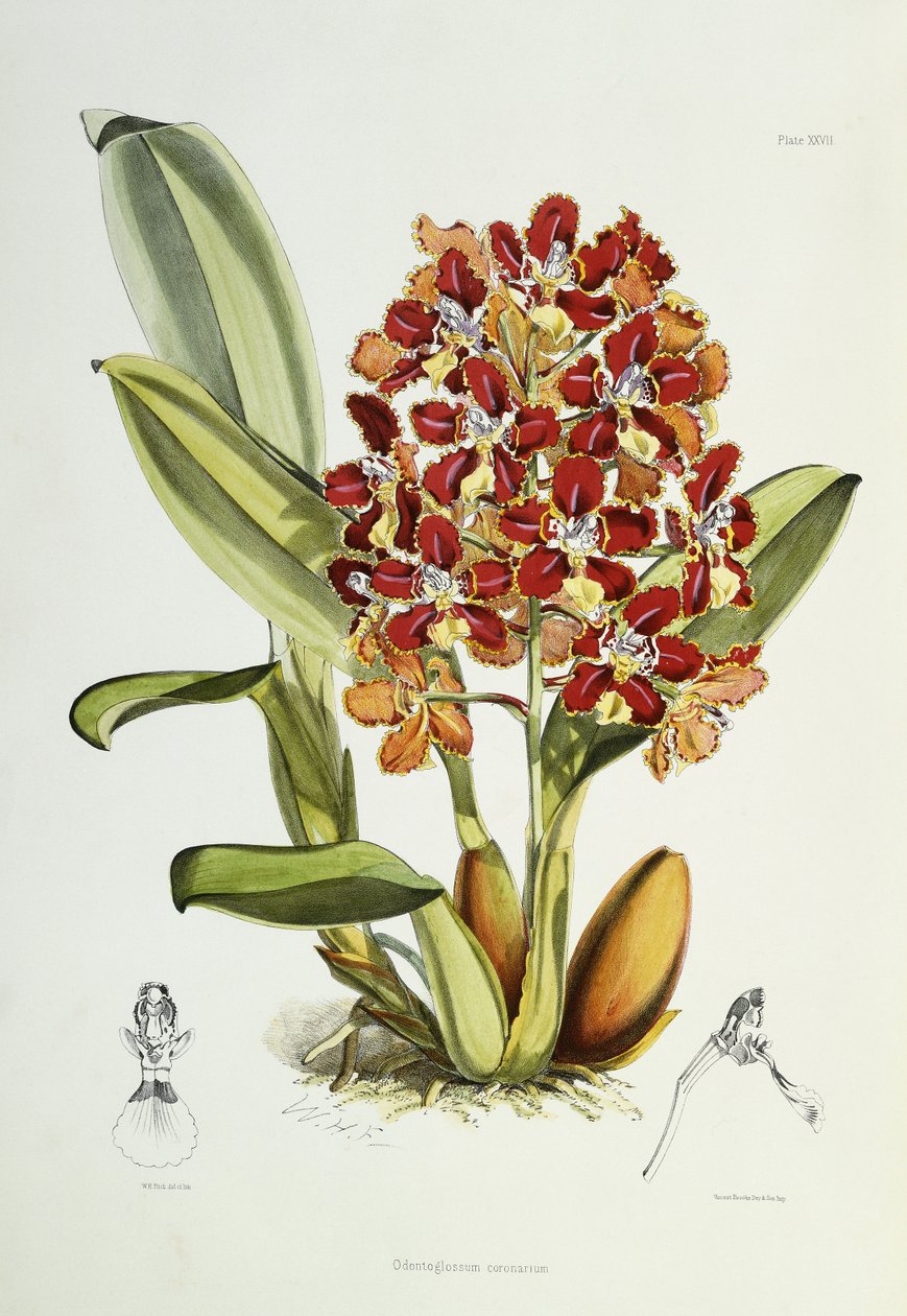 Odontoglossum coronarium, 1864-1874 av Walter Hood Fitch