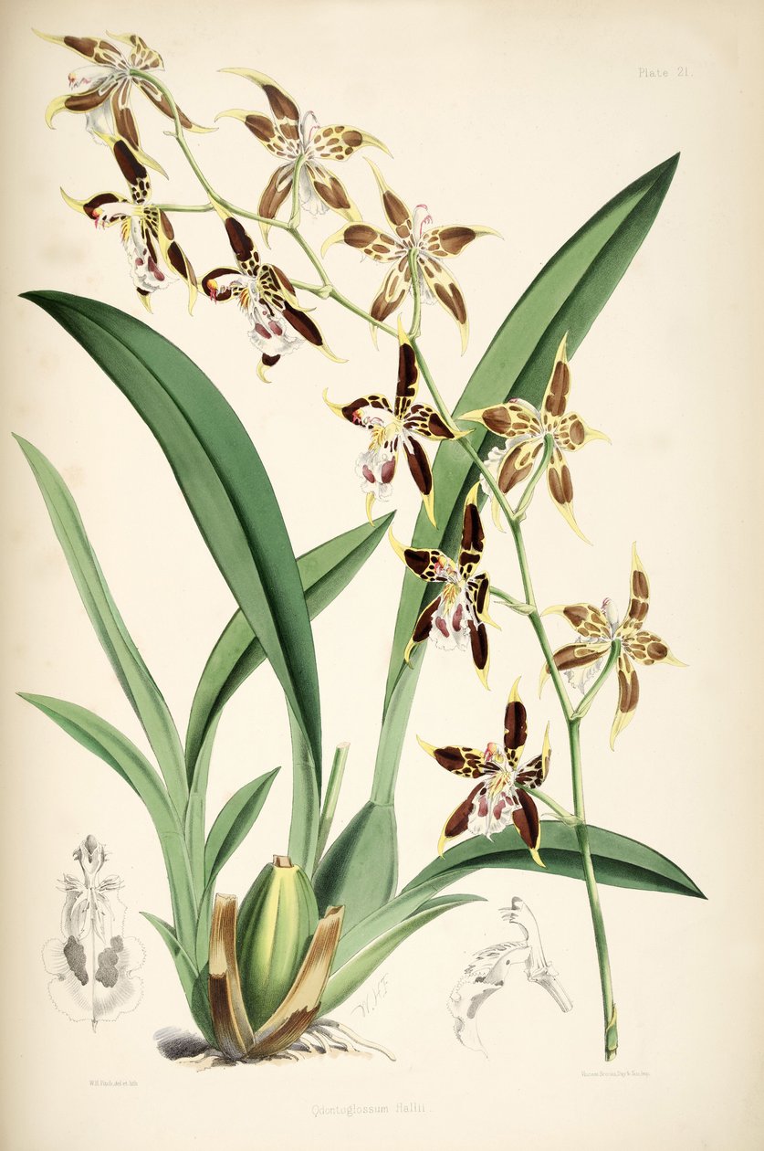 Odontoglossum hallii av Walter Hood Fitch