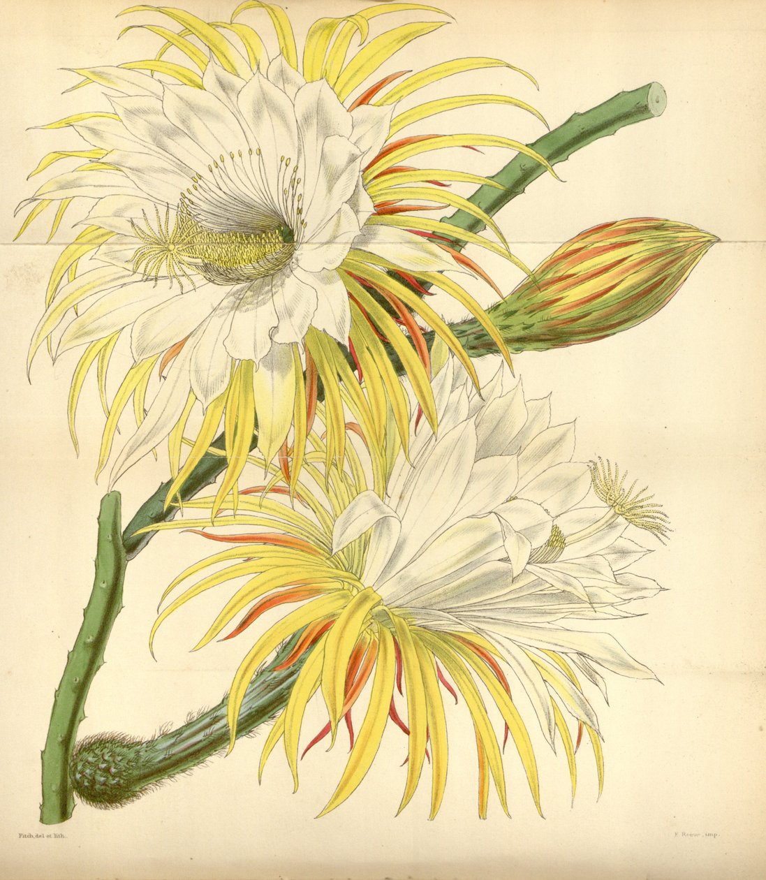 Selenicereus macdonaldiae av Walter Hood Fitch