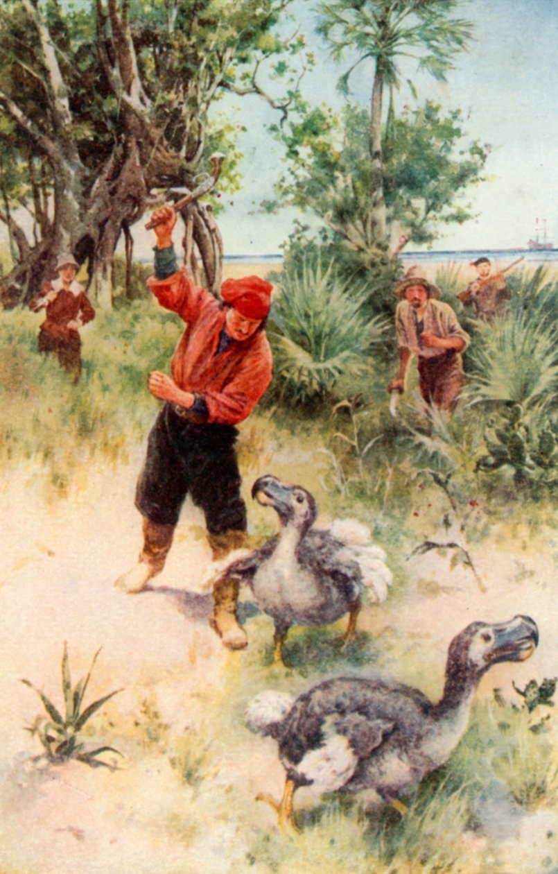 Nederlandske sjømenn forfølger dodoer (fargelitografi) av Walter Stanley Paget
