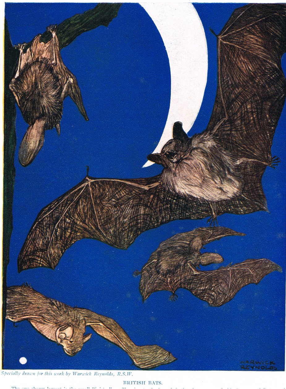 British Bats, illustrasjon fra 