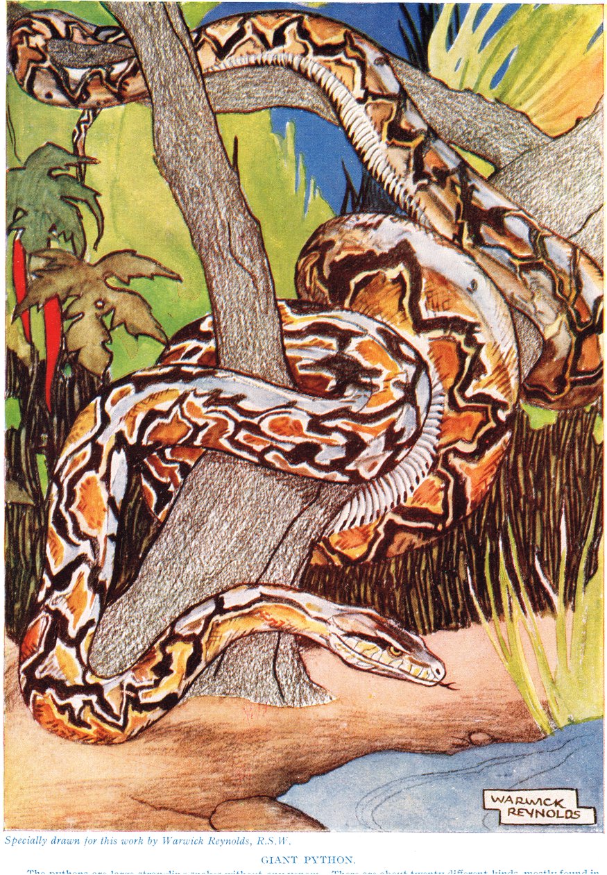 Giant Python, illustrasjon fra 