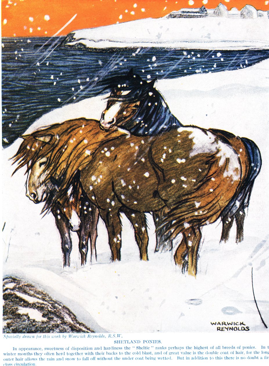 Shetland Ponies, illustrasjon fra 
