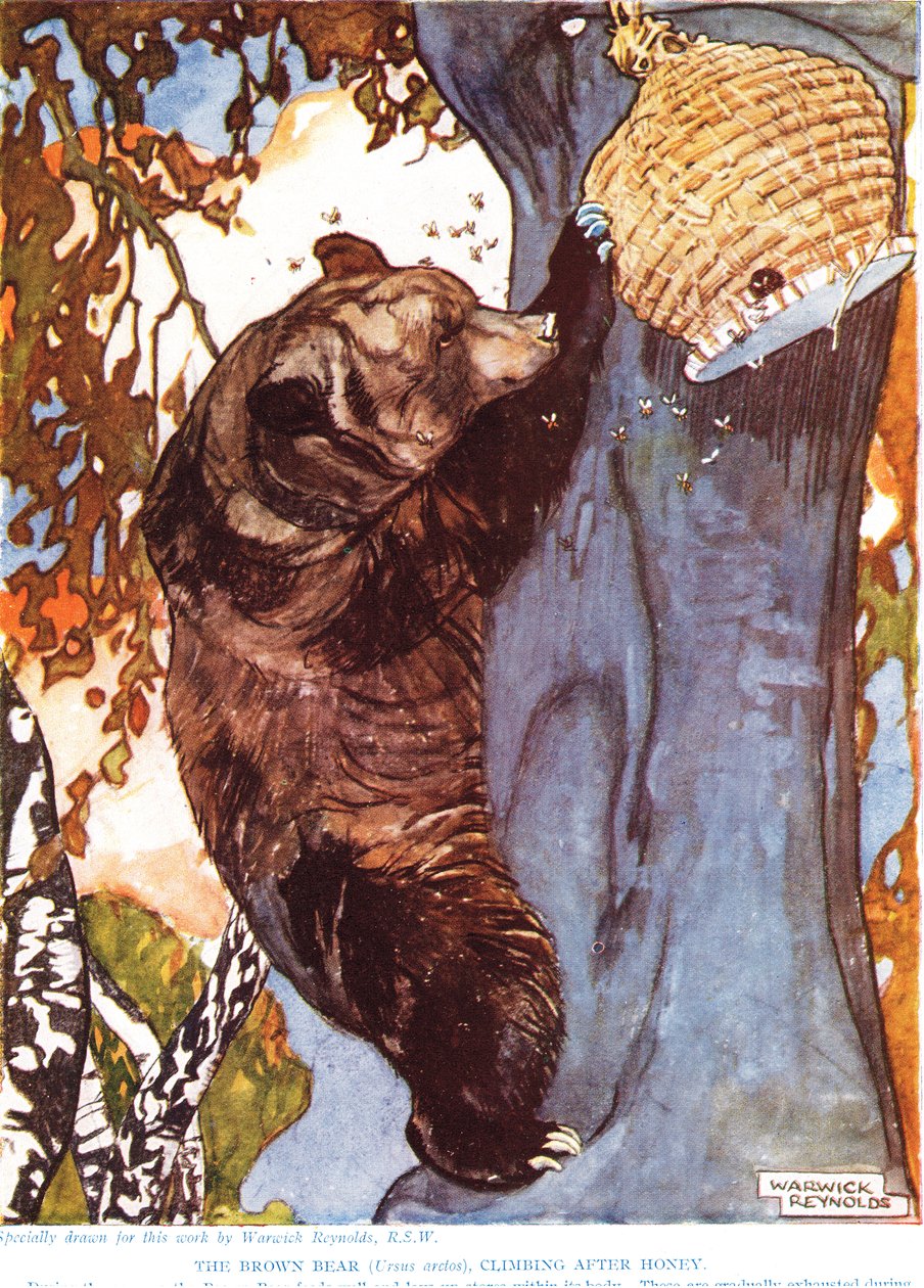 Brunbjørnen (Ursus arctos), klatrer etter honning, illustrasjon fra 