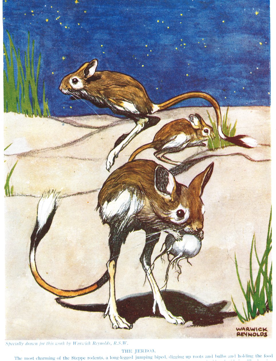 The Jerboa, illustrasjon fra 
