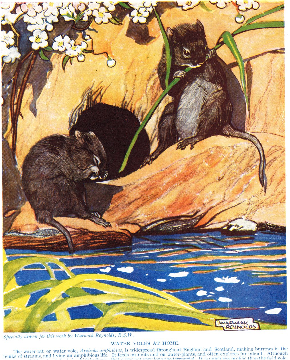 Water Voles at Home, illustrasjon fra 