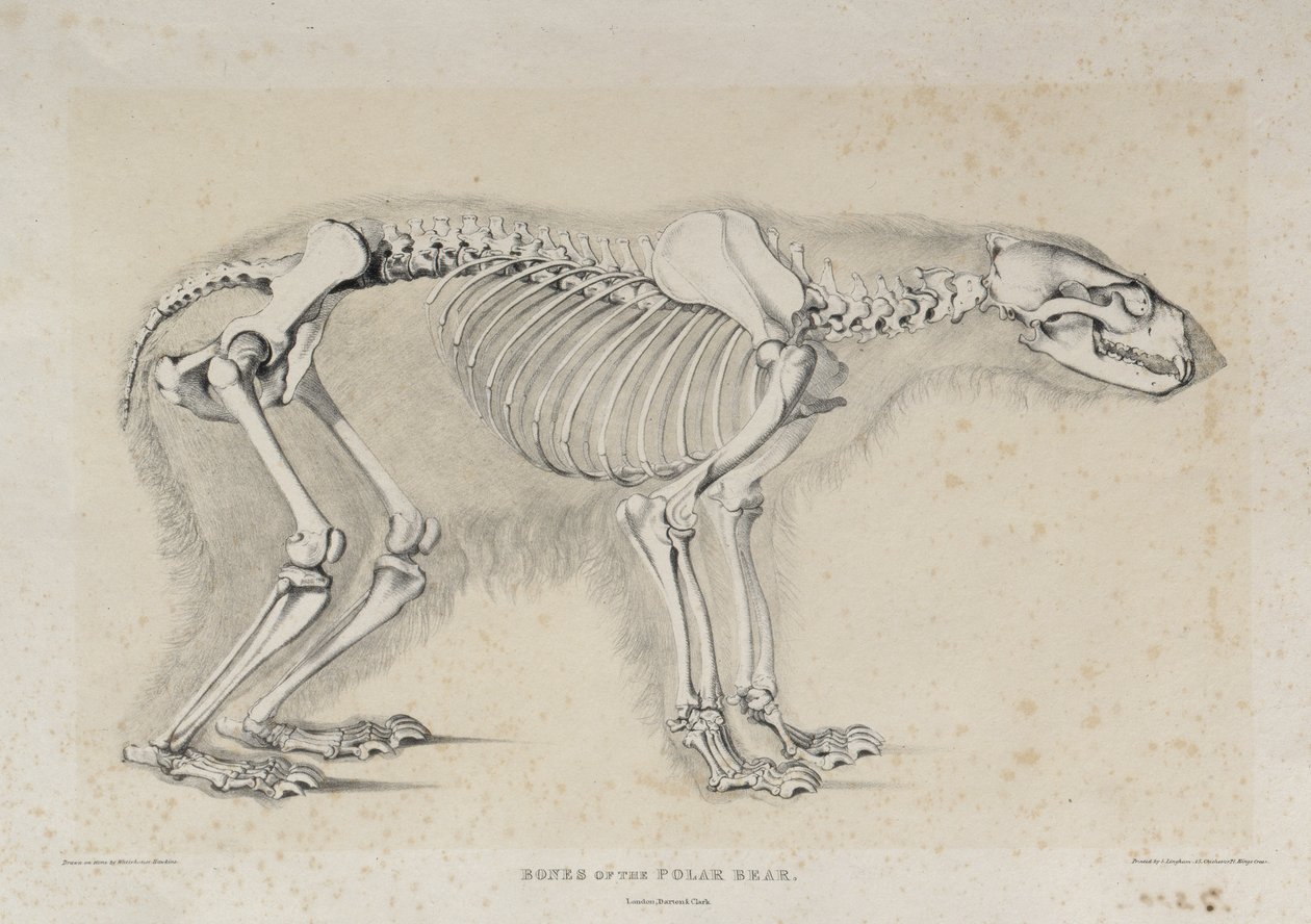 Bones of the Polar Bear, trykt av S. Lingham, pub. av Darton og Clark, London av Waterhouse Hawkins after Waterhouse Hawkins after