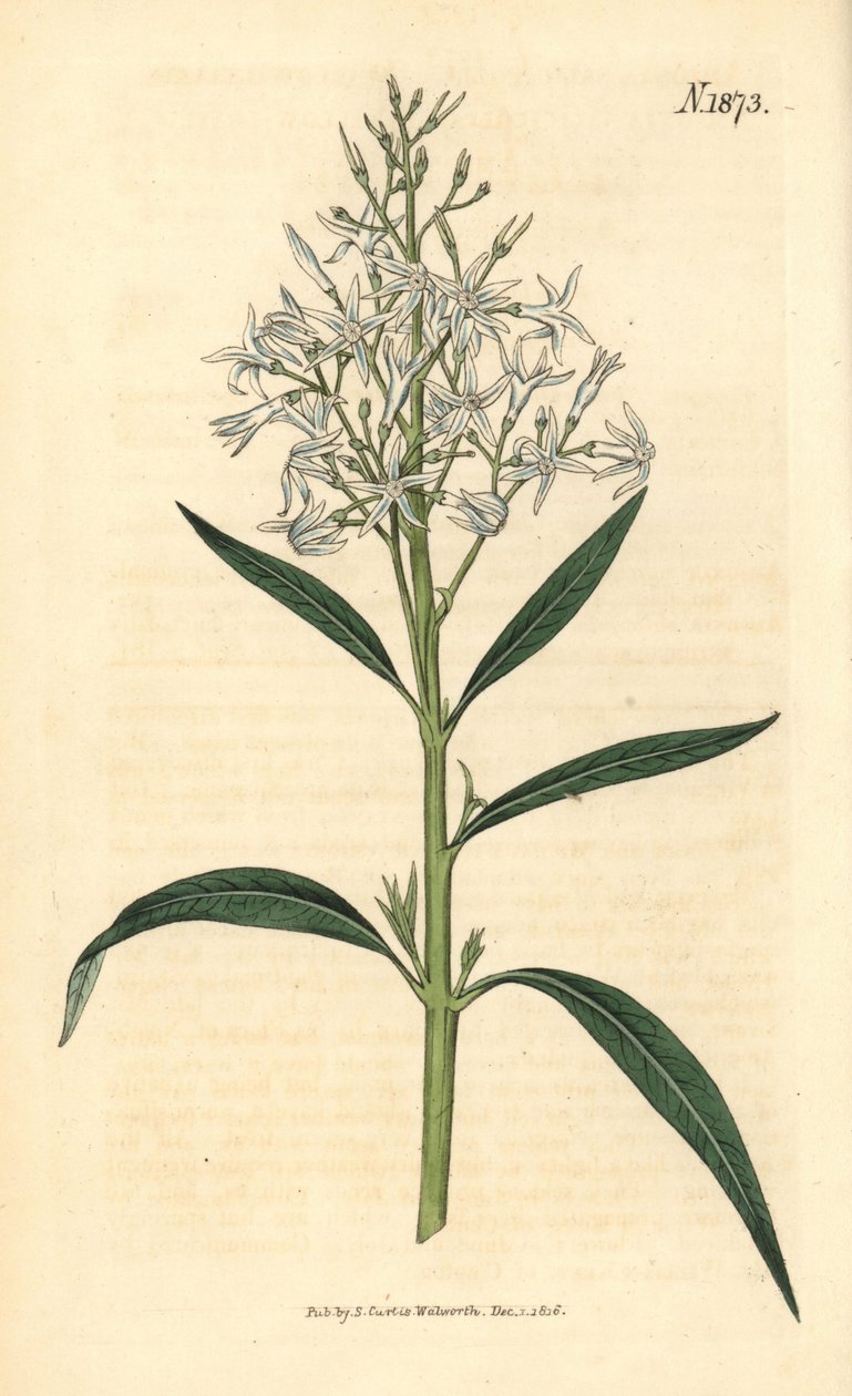Blå amsonia - Amsonia tabernaemontana var. salicifolia (pilebladamsonia, Amsonia salicifolia). Håndkolorert botanisk gravering av Weddell fra John Sims#39; Curtis#39;s Botanical Magazine, Couchman, London. av Weddell Weddell