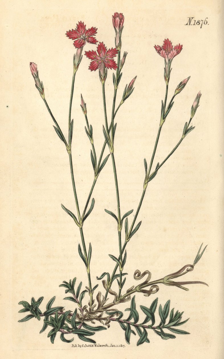 Åkernellik - Åkerrosa, Dianthus campestris. Håndkolorert botanisk gravering av Weddell fra John Sims#39; Curtis#39;s Botanical Magazine, Couchman, London. av Weddell Weddell