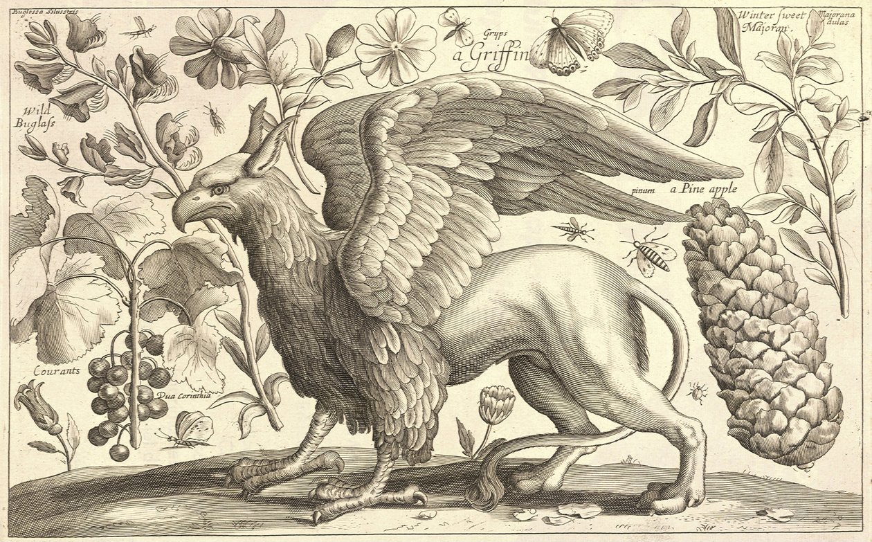 En griffin av Wenceslaus Hollar