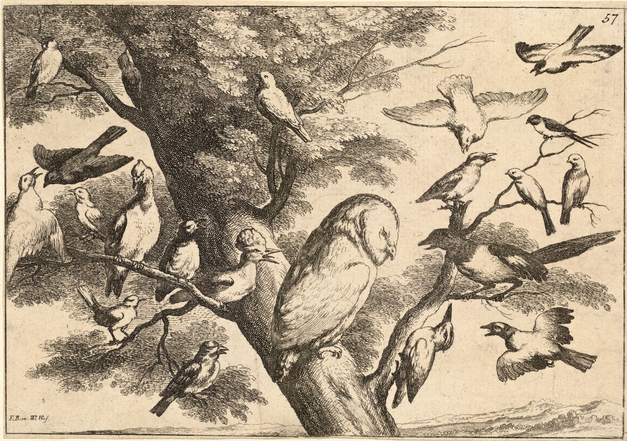 Fugler som mobber en ugle av Wenceslaus Hollar