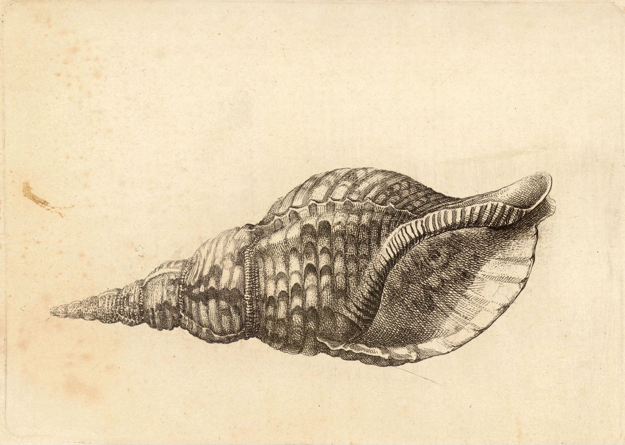 Charonia tritonis av Wenceslaus Hollar