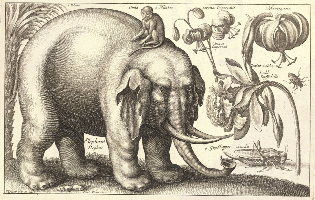 Elefant og blomster. Stat 2 av Wenceslaus Hollar