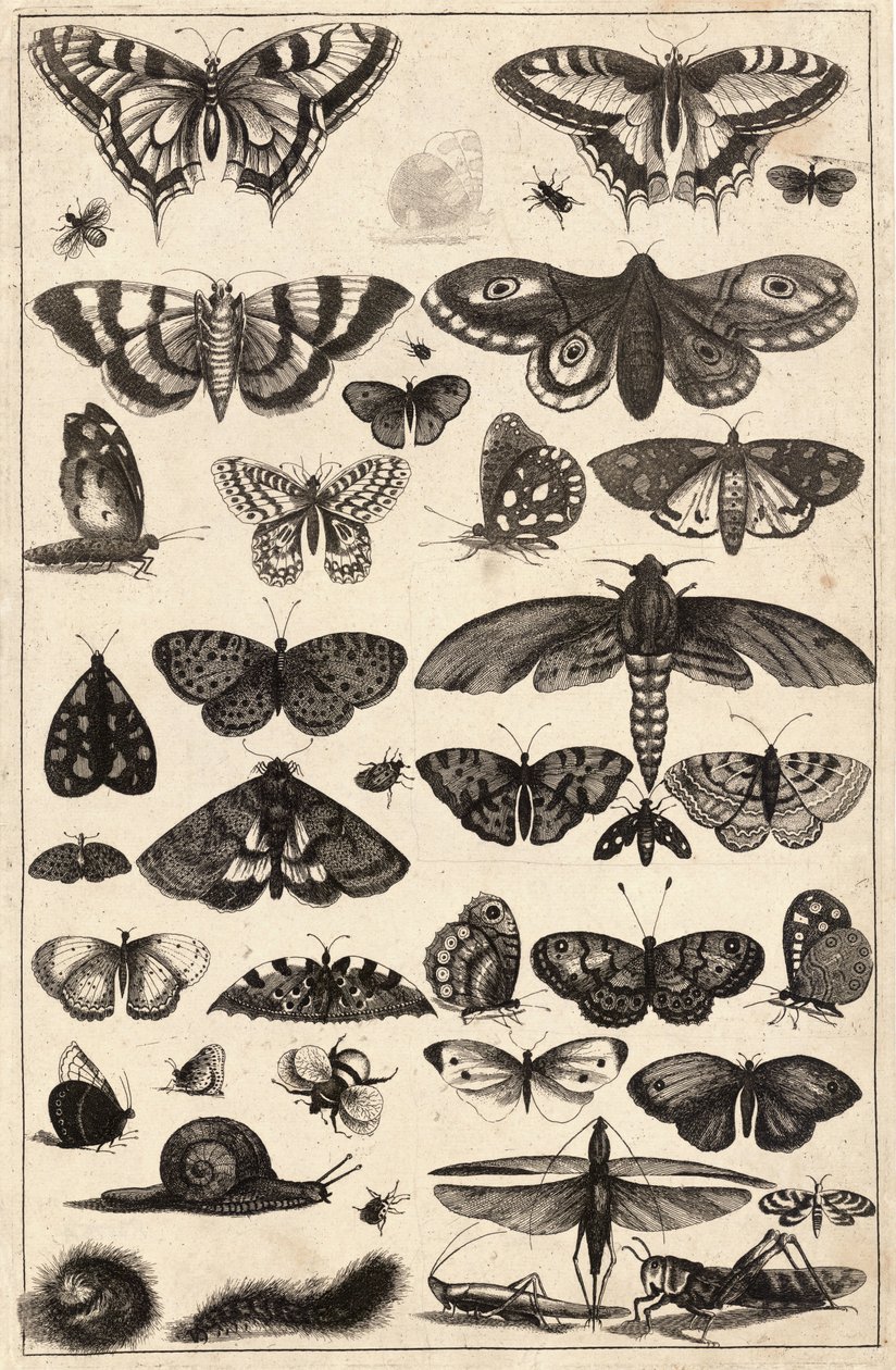 Førti insekter av Wenceslaus Hollar