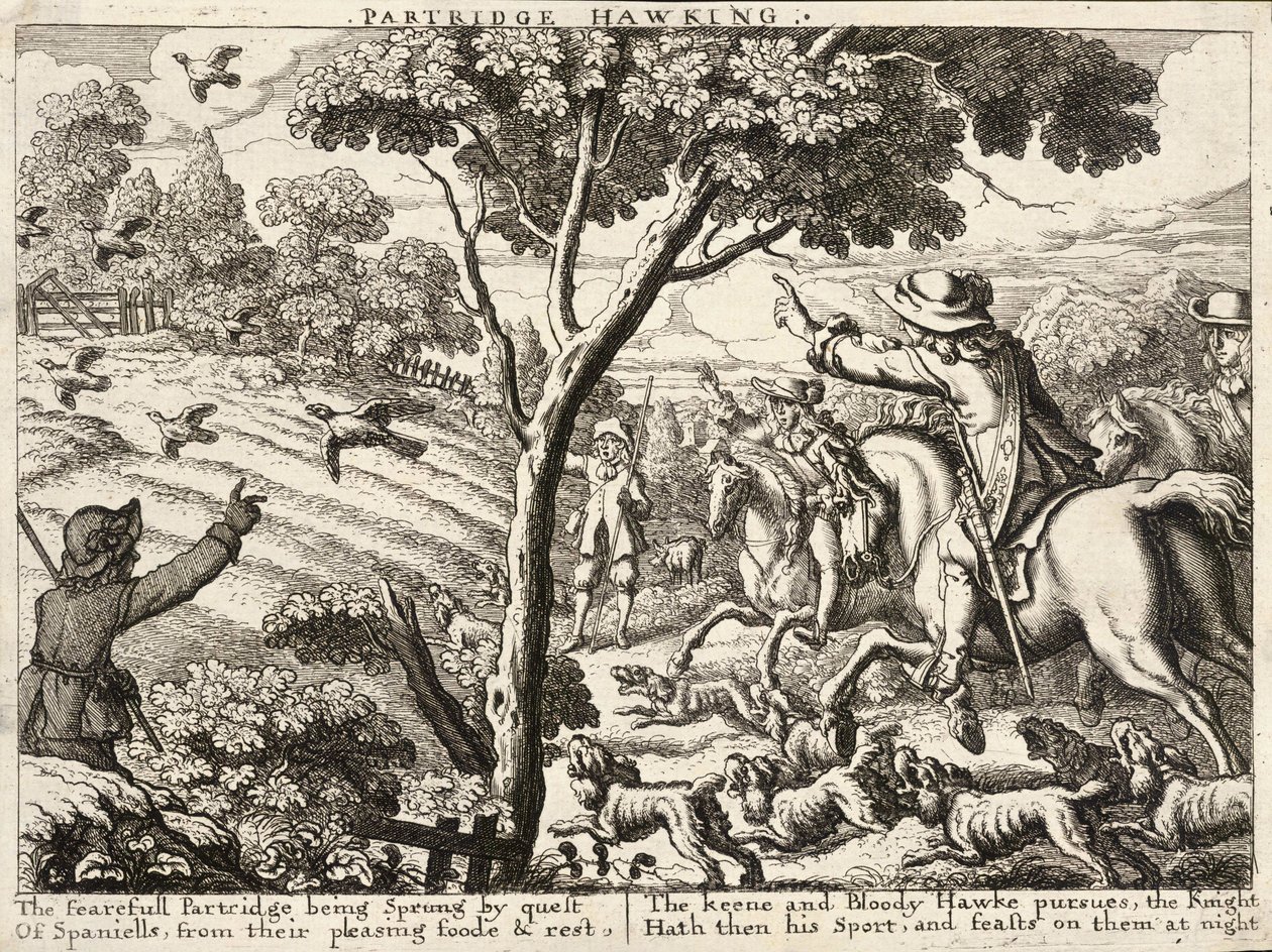 Agerhøne av Wenceslaus Hollar
