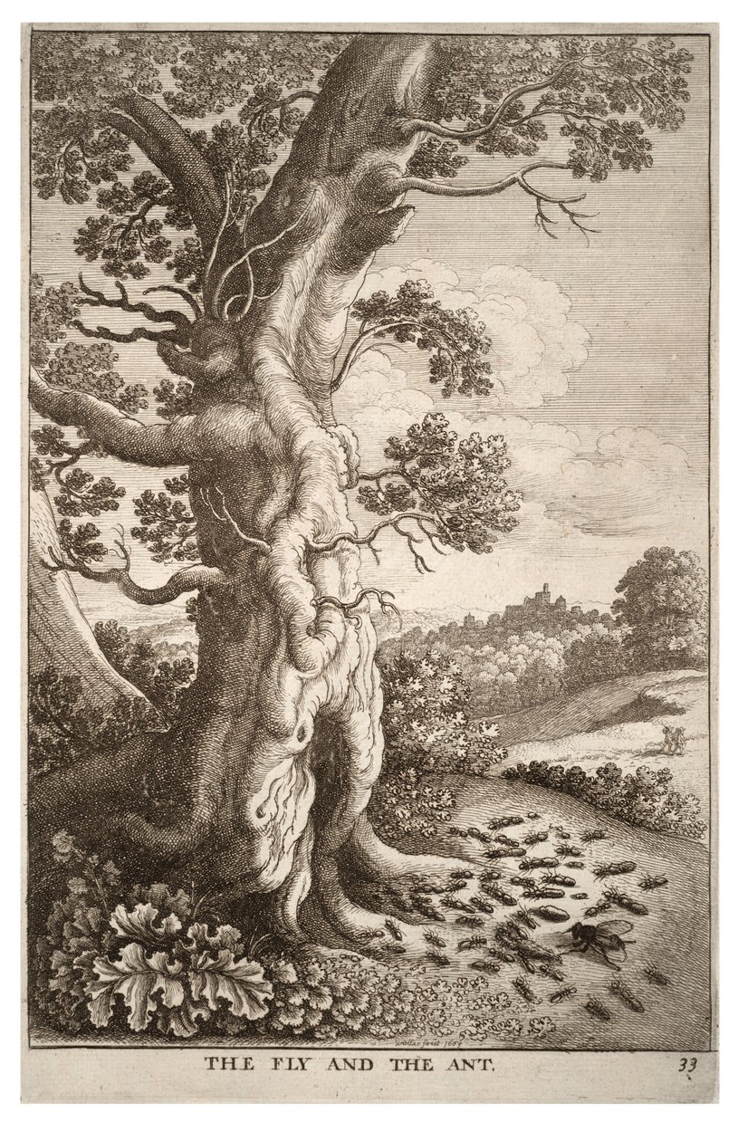 Flua og mauren av Wenceslaus Hollar