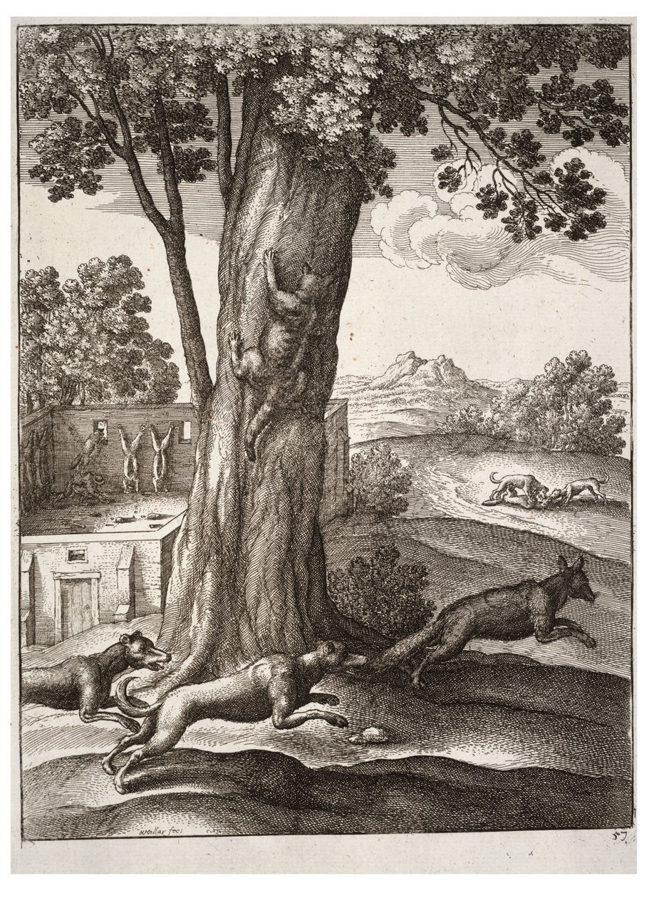 Reven og katten av Wenceslaus Hollar