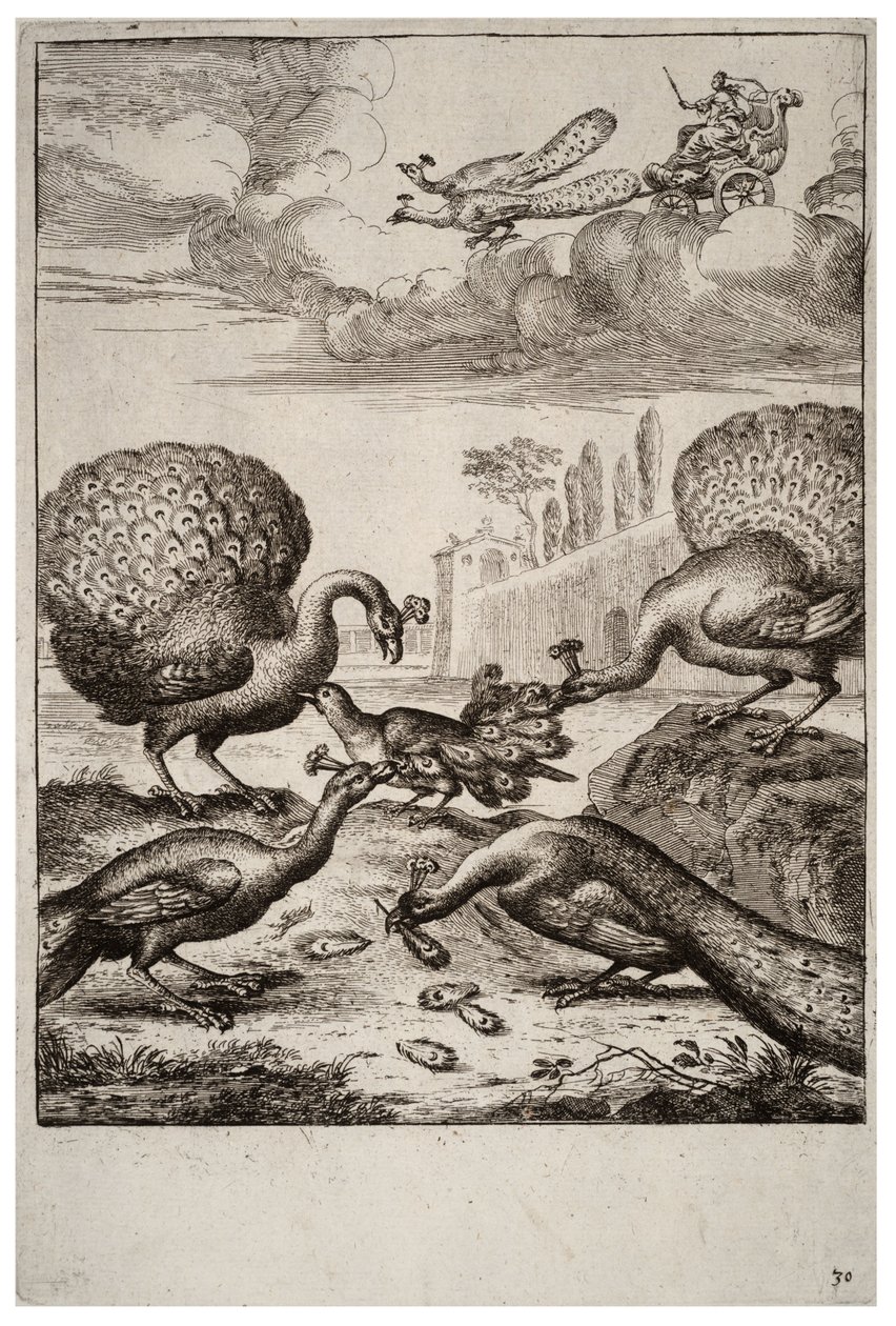 Jay og påfugler av Wenceslaus Hollar