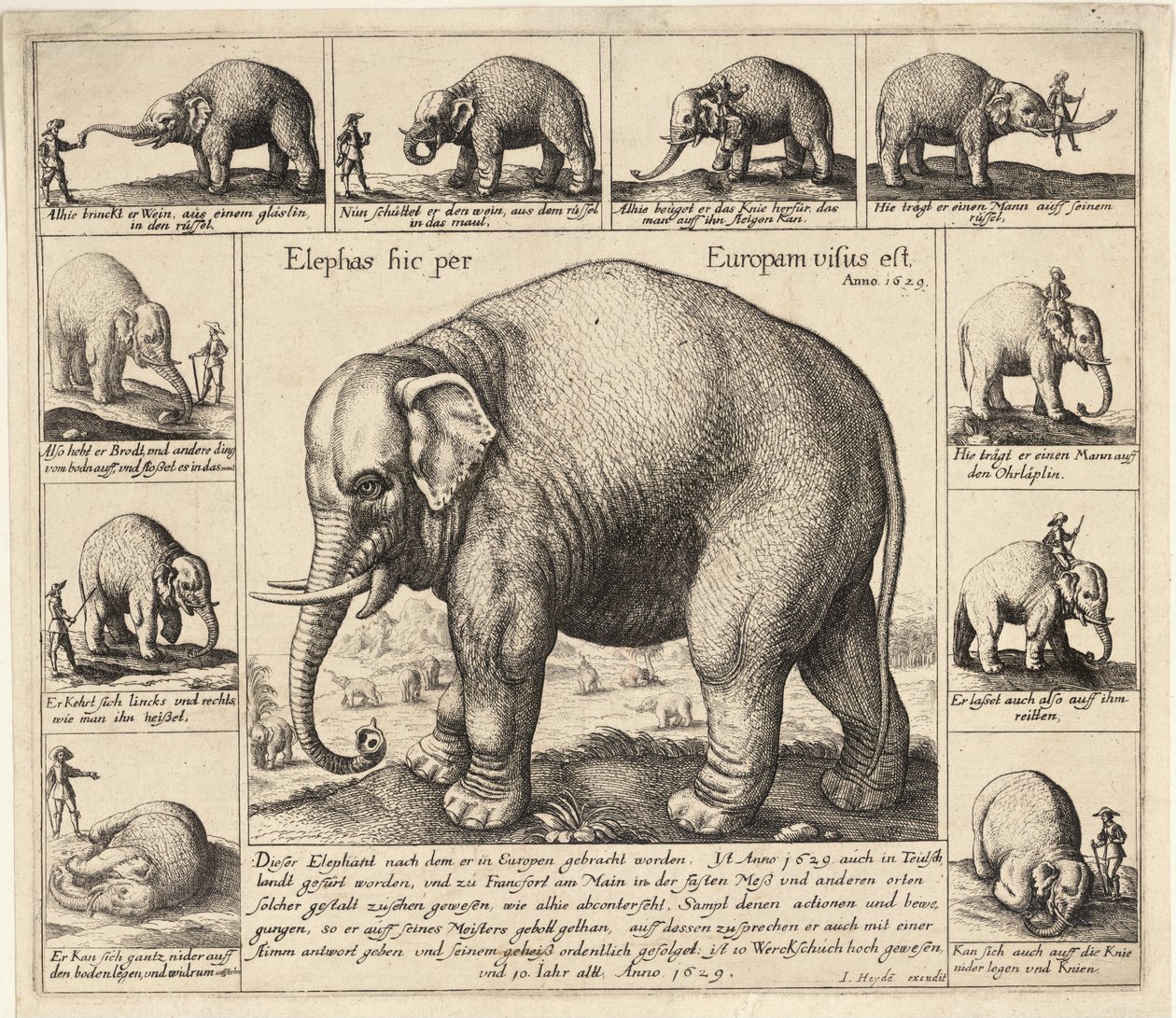 Den tamme elefanten av Wenceslaus Hollar