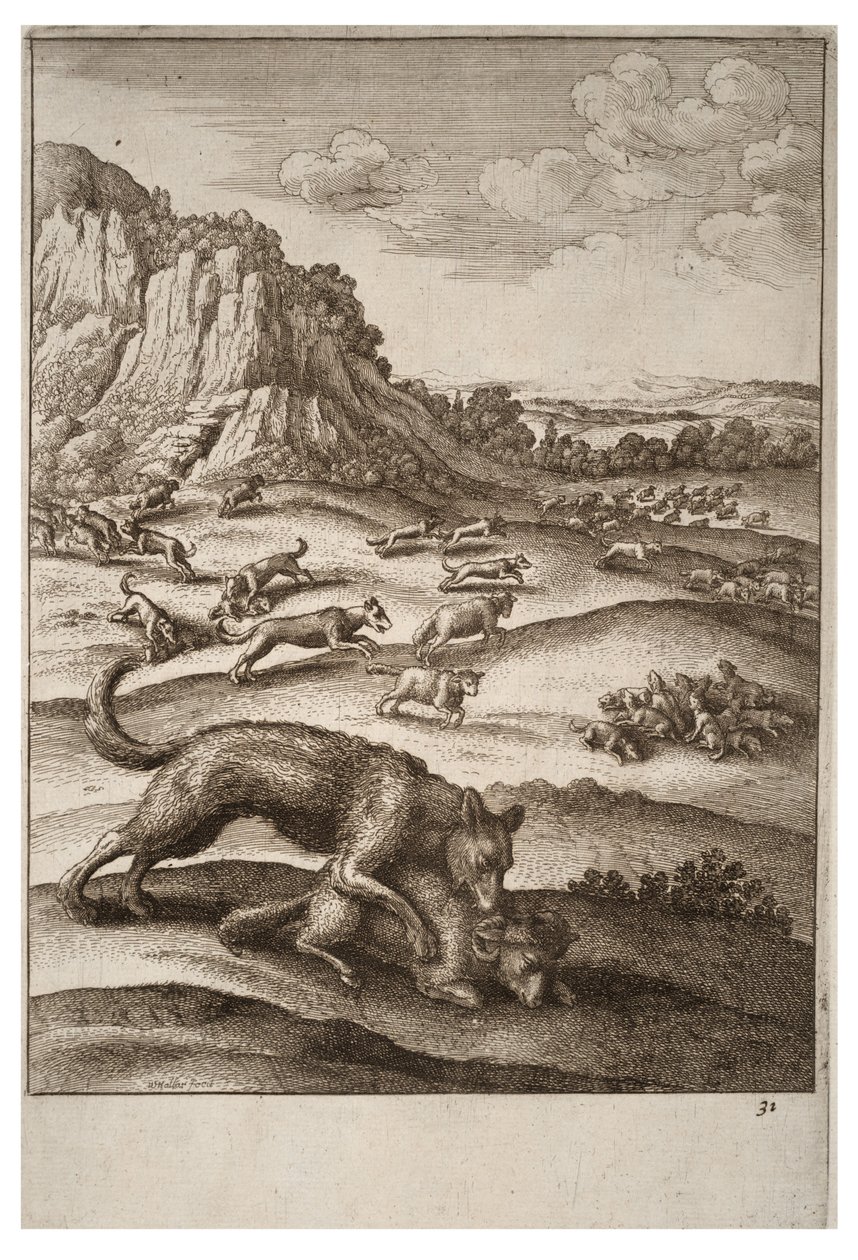 Ulvene og sauene av Wenceslaus Hollar