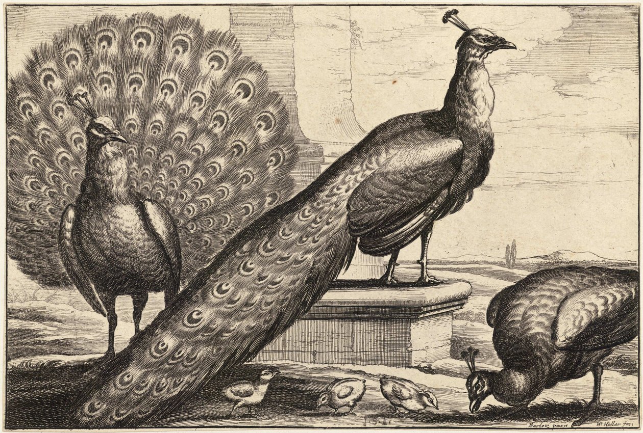 Tre påfugler av Wenceslaus Hollar